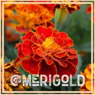 Merigold