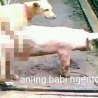 anjing-babi