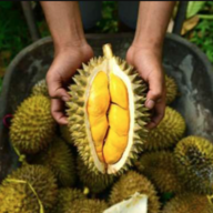 esdurian25