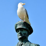 Admiral_Seagull