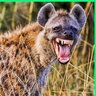 HungryHyena