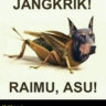 jangkrik_raine_asu